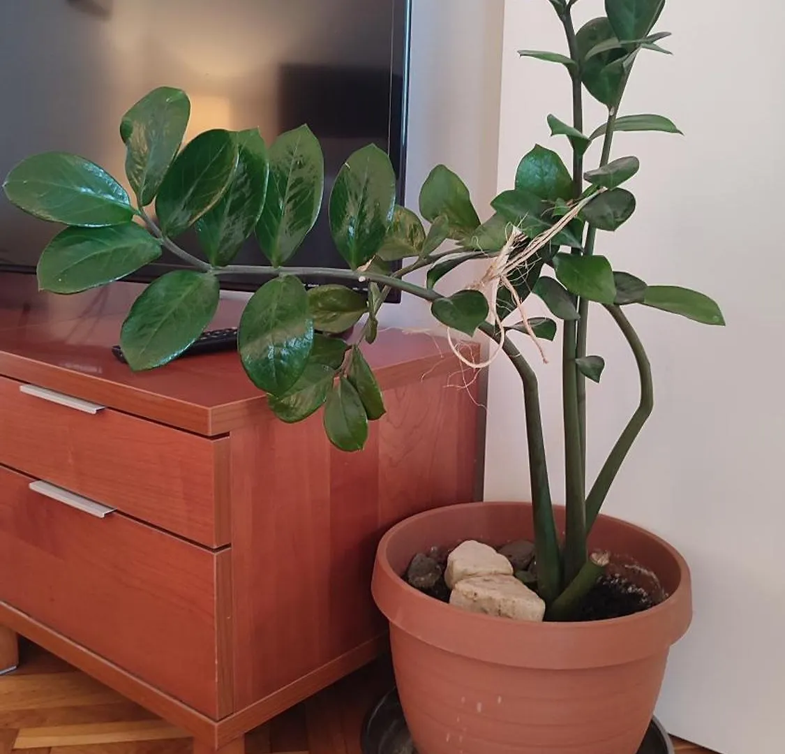 Apartmani Frlan Ii. Kastav